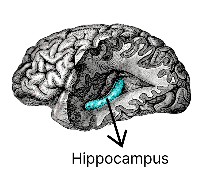 brain_image